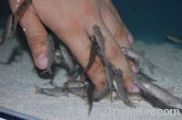 Sell Nail Polish Remover--Garra Rufa Fish