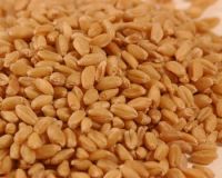 Australian Wheat
