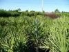 Sell Saw palmetto Extract