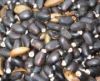 Sell Jatropha seeds ( Oil seeds ) from Thailand.