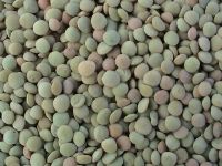 Sell Green Lentils