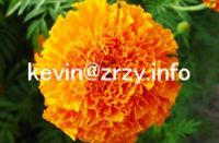 Marigold Extract (Lutein/Xanthophyll)