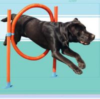 Dog agility Building Hoop Jump