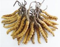 Sell Cordyceps Extract