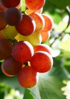 Sell Grape Seed Extract