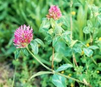 Sell Red Clover Extract