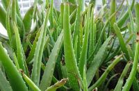 Sell Aloe Vera Extract