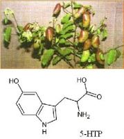 Sell Griffonia Seed Extract&5-HTP