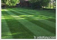 Sell beautiful artificial turf lawn