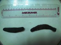 Sell Dired black lolly fish Sea Cucumber