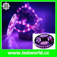 SMD5050 Decoration light