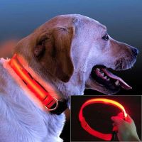 LED collar