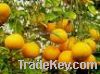 Sell kinnows fr citrus juice