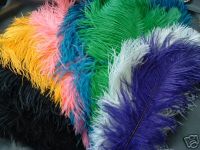 feather, ostrich feather