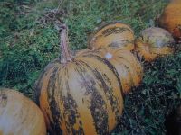 Sell Hulled pumpkin seeds