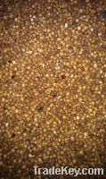 Sorghum red/white, Ukrainian origin