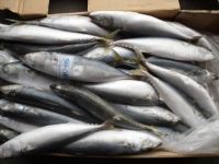 Sell Mackerel WR, HGT, Fillet, Steaks