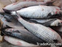 Sell Grey Mullet Fillet, Whole Gutted