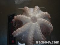 Sell Octopus (Octopus Vulgaris)