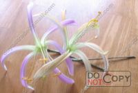 Sell foam flower, foam spider lily flower