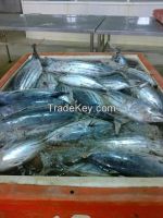 Skipjack tuna