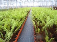 Sell Dicksonia Treefern cuttings