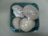Sell brown button mushrooms (organic)