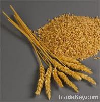 Sell Wheat (3rd class) from Russia