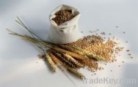 Sell Wheat (3rd class) and Barley from Russia