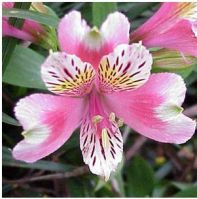 Sell Natural Ecuadorian Flowers