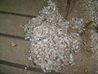 Sell Cotton Waste for Mushroom Cultivation