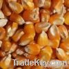  Maize | Maize Exporter | Corn Grain Seller | Maize Buyer | Bulk Maize Grain Importer | Corn bean Buyer | Corn bean Wholesaler | Corn Grain Manufacturer | Best Quality Corn Grain | Cheap Maize Supplier | Low Price Corn | Yellow Corn | White Cron | Baby Ma