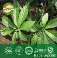 Sell gynostemma pentaphyllum extract