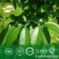 eucommia leaf extract-chlorogenic acid