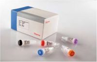 Sell RevertAid First Strand cDNA Synthesis Kit