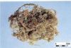 Sell Beard Lichen extract(Usnea Longissima Extract)