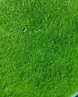 Sell natural carpet grass