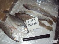 Sell Silver croaker