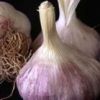 Sell Garlic extract: Garlic polysaccharide