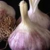 Sell Garlic extract: Garlic Polysaccharide Peptide