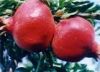 Sell Pomegranate Extract: Punicalagin