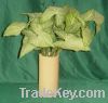 Sell Tonkin bamboo flower bucket