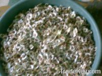 Moringa Oleifera Seed PKM1