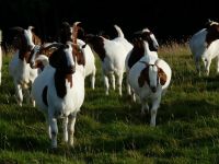 Healthy Boer goats