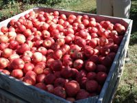 Fresh Royal Gala, Fuji, Golden Delicious, Red Delicious Apples