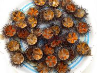 UNI Sea Urchin