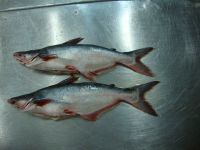 Frozen Whole Pangasius Fish