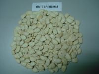 Organic Large Butter Beans
