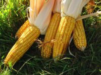 Quality yellow and white corn