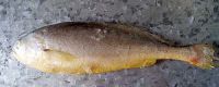 Sell IQF Yellow Croaker